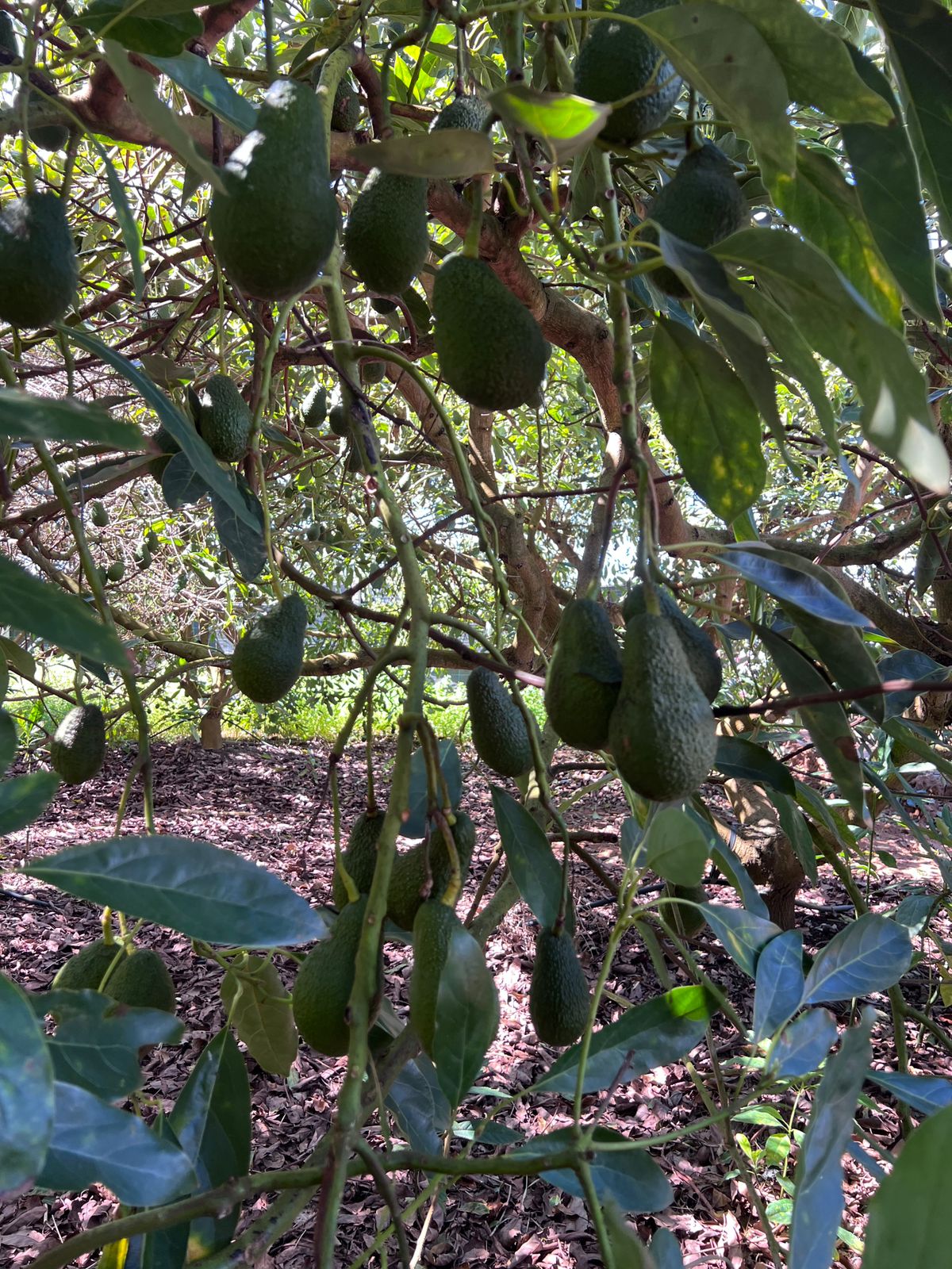 Hand holding two premium Hass avocados fresh from the tree