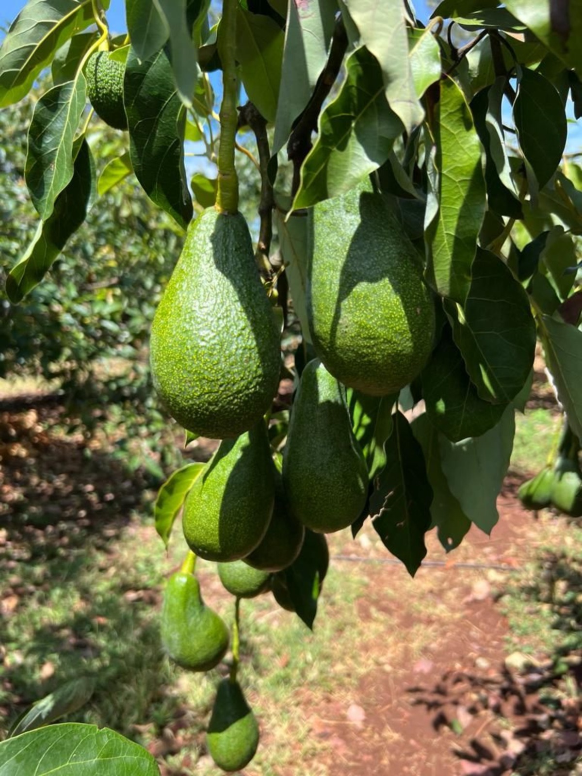 Hass avocados growing on the tree at Bidan orchards, Gharb Region, Morocco