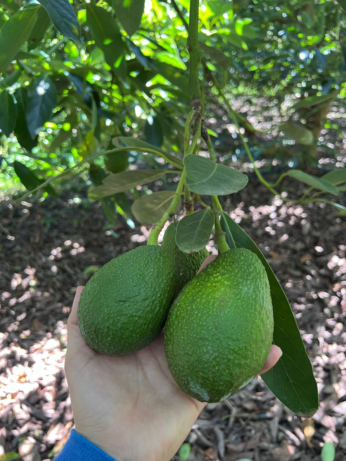 Cluster of ripe Hass avocados on the branch ready for harvest