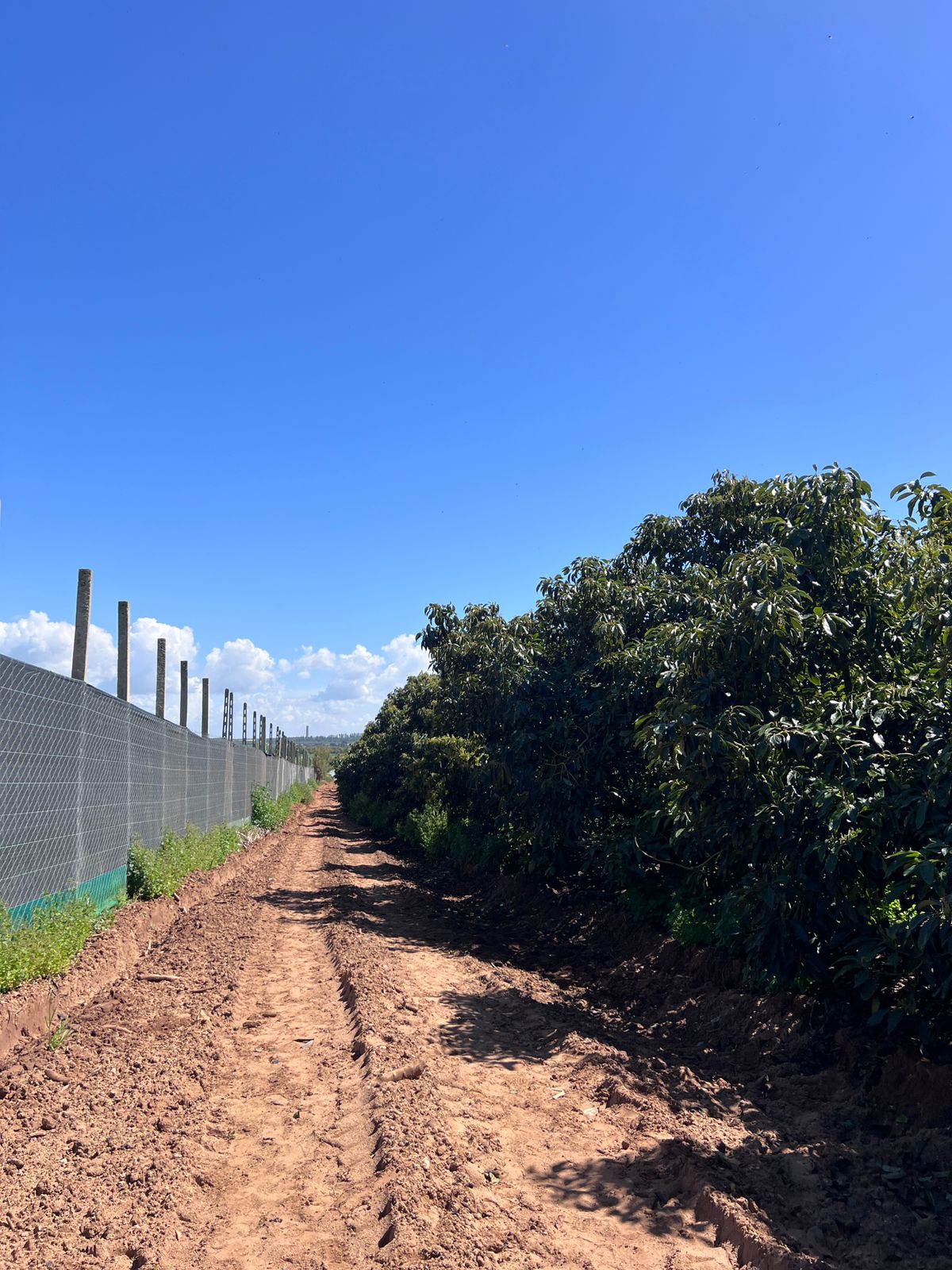 Inside the Bidan avocado orchard canopy with fruit hanging from branches